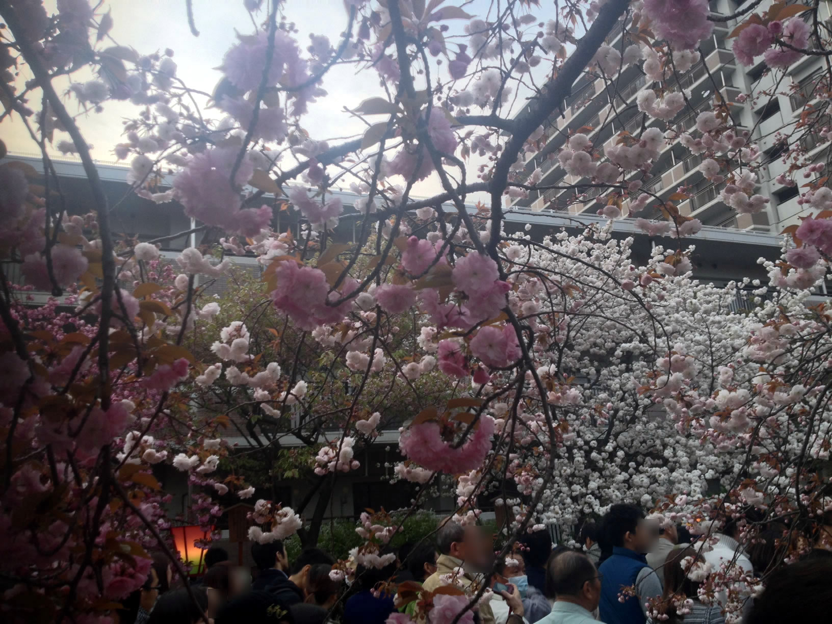 2014年の造幣局桜の通り抜け16 2014年の造幣局桜の通り抜け16